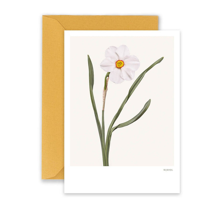 Carte Daffodil 02
