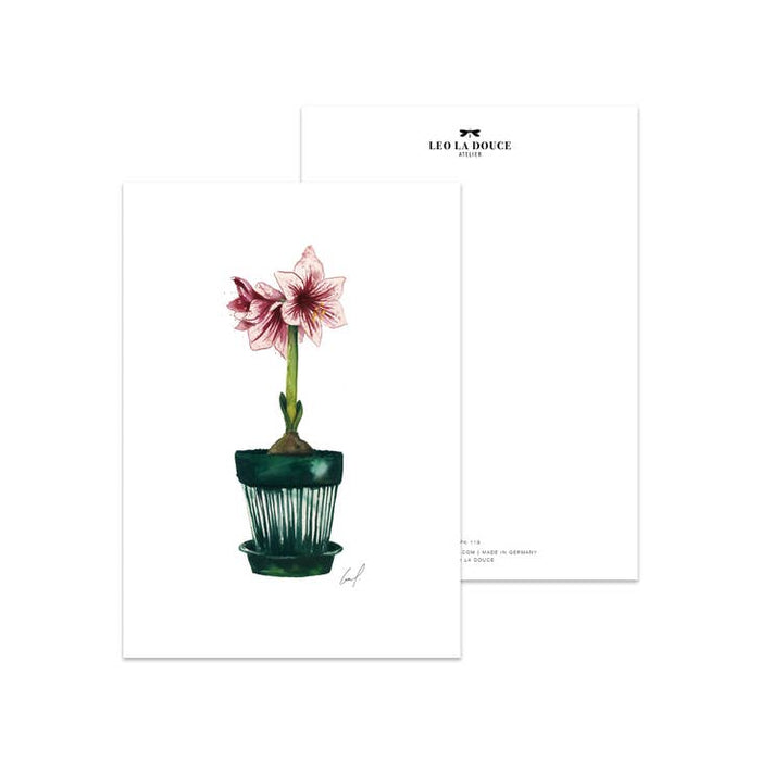 Postkarte Amaryllis | Ein Umschlag